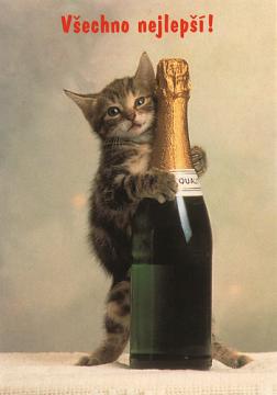 Kočičí pohlednice k Narozeninám